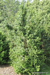 Buxus sempervirens 'Dee Runk' — photo 2
